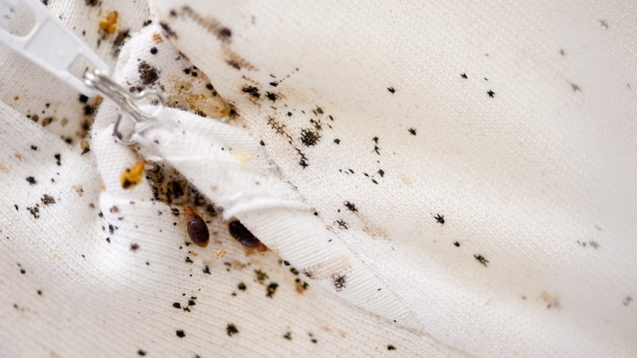 Bug Bites Pictures Of Bed Bugs On Mattress / Glue trap for rats